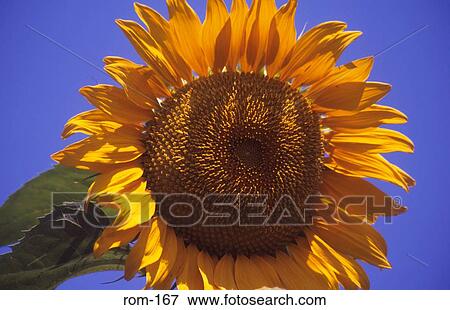 Sunflower Romania View Large Photo Image Stock Photo - Sunflower Romania. Fotosearch