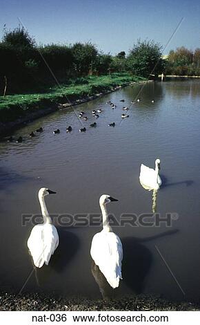 Swans and Ducks on River View Large Photo Image Stock Photograph - Swans and Ducks on River. Fotosearch