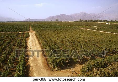 Tacama Vinyard Ica Peru View Large Photo Image Stock Photo - Tacama Vinyard Ica Peru. Fotosearch