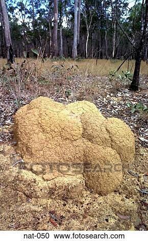 Stock Image - Termite Mound in the Australian Outback. Fotosearch