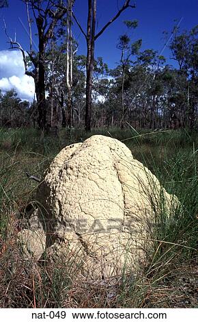 Termite Mound in the Australian Outback View Large Photo Image Stock Photo - Termite Mound in the Australian Outback. Fotosearch