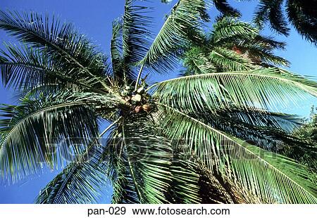 Top of a Coconut Palm Tree Panama View Large Photo Image Stock Photo - Top of a Coconut Palm Tree Panama. Fotosearch
