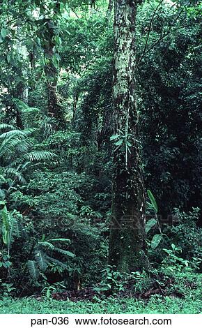 Stock Photograph - Tree in Rainforest Soberania National Park Panama. Fotosearch