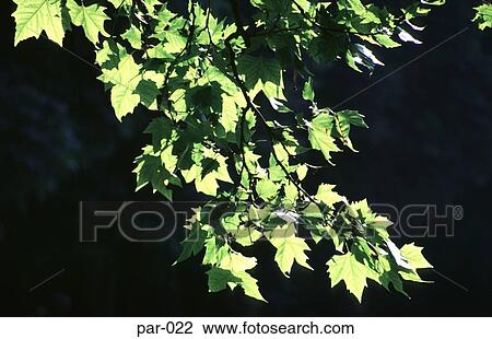 Tree Paris France View Large Photo Image Stock Image - Tree Paris France. Fotosearch