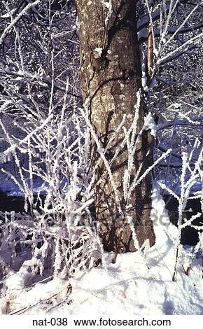 Stock Photo - Tree Trunk with Frosted Branches. Fotosearch