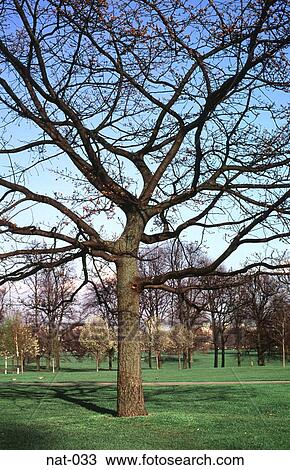Trees in Winter View Large Photo Image Stock Image - Trees in Winter. Fotosearch