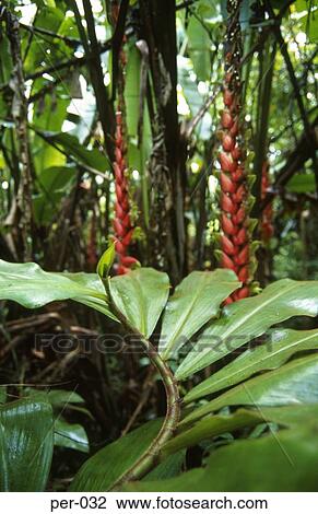 Stock Image - Tropical Plants in Peruvian Rainforest. Fotosearch