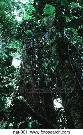 Tropical Rain Forest in the Amazon View Large Photo Image Stock Image - Tropical Rain Forest in the Amazon. Fotosearch