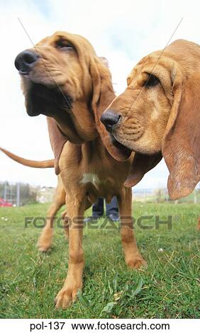 Two Bloodhounds View Large Photo Image Stock Photo - Two Bloodhounds. Fotosearch