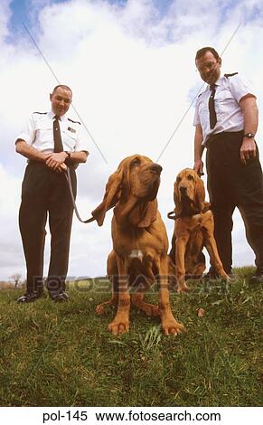 Two Police Dogs with their Handlers View Large Photo Image Stock Photography - Two Police Dogs with their Handlers. Fotosearch