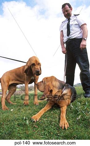 Stock Image - Two Police Sniffer Dogs and Handlers. Fotosearch