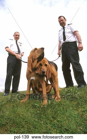 Two Police Sniffer Dogs and Handlers View Large Photo Image Stock Photo - Two Police Sniffer Dogs and Handlers. Fotosearch