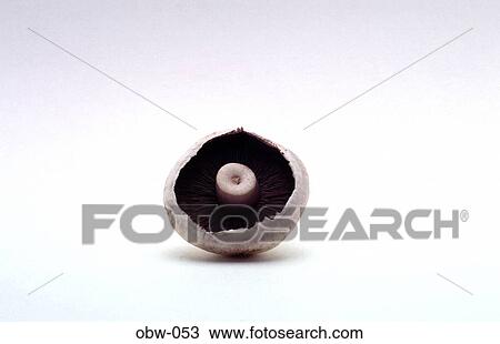 Stock Image - Underside of a Mushroom. Fotosearch
