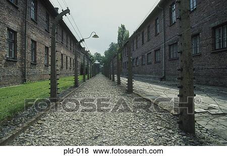 View along Path between Barbed Wire Fences Auschwitz Poland View Large Photo Image Stock Photo - View along Path between Barbed Wire Fences Auschwitz Poland. Fotosearch