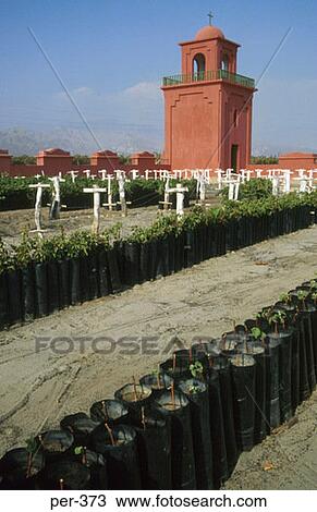 Vine Saplings Tacama Vineyard Ica Peru View Large Photo Image Stock Image - Vine Saplings Tacama Vineyard Ica Peru. Fotosearch