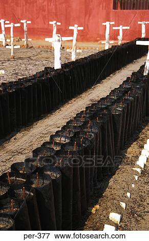 Stock Photo - Vine Saplings Tacama Vineyard Ica Peru. Fotosearch