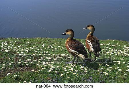 Whistling Duck View Large Photo Image Picture - Whistling Duck. Fotosearch