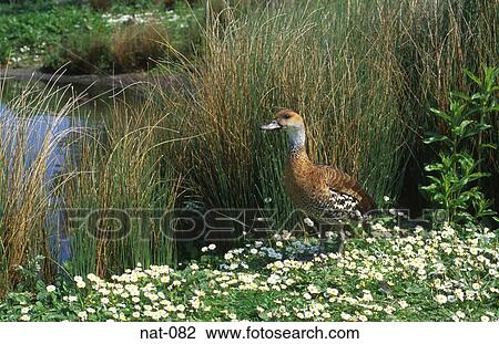 Stock Image - Whistling Duck. Fotosearch