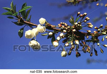 White Blossom on Apple Tree View Large Photo Image Stock Photography - White Blossom on Apple Tree. Fotosearch