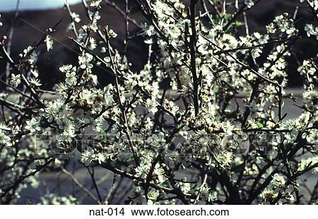 White Hawthorn Blossom in Spring Wales View Large Photo Image Picture - White Hawthorn Blossom in Spring Wales. Fotosearch