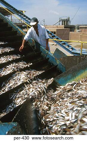 Worker Inspecting Conveyor unloading Fish Chincha Peru View Large Photo Image Stock Image - Worker Inspecting Conveyor unloading Fish Chincha Peru. Fotosearch