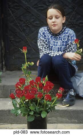 Young Girl and Roses Warsaw Old Town Poland View Large Photo Image Stock Image - Young Girl and Roses Warsaw Old Town Poland. Fotosearch