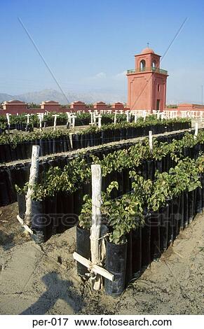 Stock Photo - Young Vines at Vineyard Peru. Fotosearch