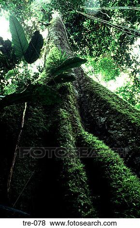 光景 の上 Amazonian 熱帯雨林 木の幹 写真館 イメージ館 Tre 078 Fotosearch