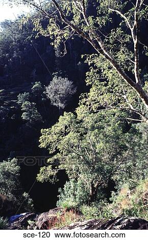 Australian Wooded Hillside View Large Photo Image Stock Image - Australian Wooded Hillside. Fotosearch
