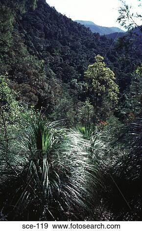 Australian Wooded Hillside View Large Photo Image Stock Photo - Australian Wooded Hillside. Fotosearch