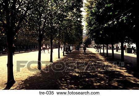 Avenue of Lime Trees Paris France View Large Photo Image Stock Photography - Avenue of Lime Trees Paris France. Fotosearch
