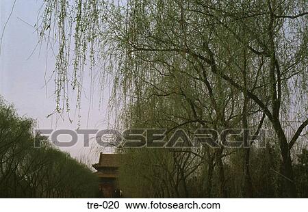 Avenue of Willow Trees Summer Palace Beijing China View Large Photo Image Stock Image - Avenue of Willow Trees Summer Palace Beijing China. Fotosearch