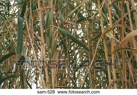 Bamboo View Large Photo Image Stock Photo - Bamboo. Fotosearch