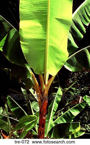 Banana Tree Leaves in Venezuelan Plantation View Large Photo Image Stock Image - Banana Tree Leaves in Venezuelan Plantation. Fotosearch