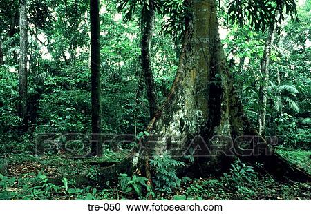 Base of Tropical Rain Forest Tree Panama View Large Photo Image Stock Image - Base of Tropical Rain Forest Tree Panama. Fotosearch