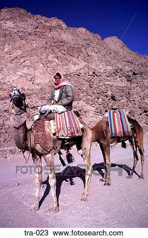 Bedouin on a Camel Sinai View Large Photo Image Stock Image - Bedouin on a Camel Sinai. Fotosearch