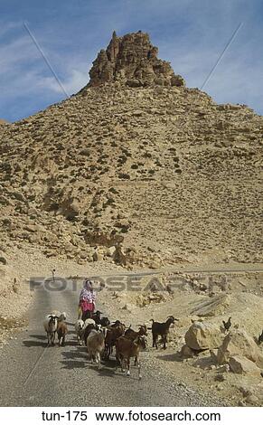 Berber and Goat Herd Toujane Tunisia View Large Photo Image Stock Photography - Berber and Goat Herd Toujane Tunisia. Fotosearch