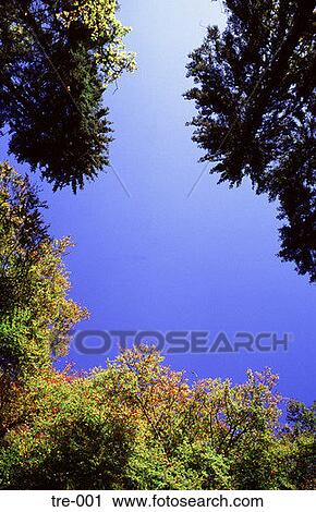 Blue Sky through Tree Tops Wales UK View Large Photo Image Stock Image - Blue Sky through Tree Tops Wales UK. Fotosearch
