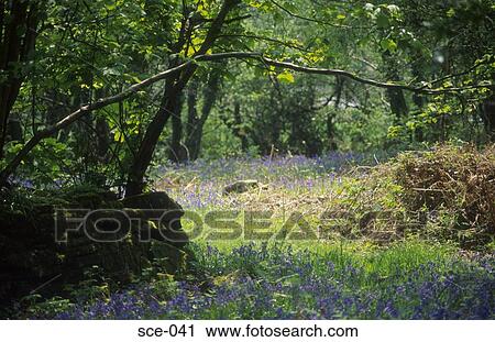Bluebell Meadow UK View Large Photo Image Stock Image - Bluebell Meadow UK. Fotosearch