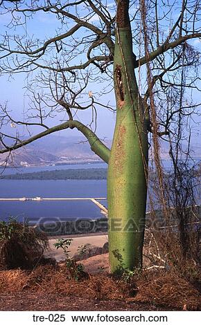 Bulbous Tree Framing Ecuadorian Coast View Large Photo Image Stock Photography - Bulbous Tree Framing Ecuadorian Coast. Fotosearch