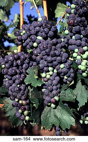 Bunches of Grapes Mendoza Argentina View Large Photo Image Picture - Bunches of Grapes Mendoza Argentina. Fotosearch