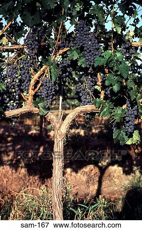 Bunches of Grapes Mendoza Argentina View Large Photo Image Stock Photo - Bunches of Grapes Mendoza Argentina. Fotosearch