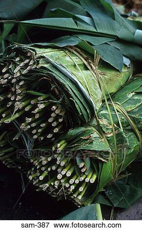 Bundle of Medicinal Leaves Ecuador View Large Photo Image Stock Photo - Bundle of Medicinal Leaves Ecuador. Fotosearch