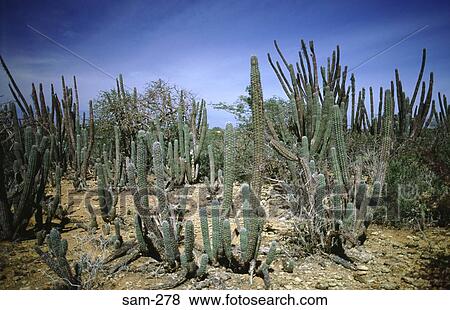 Cacti and Desert Plants Venezuela View Large Photo Image Stock Photo - Cacti and Desert Plants Venezuela. Fotosearch