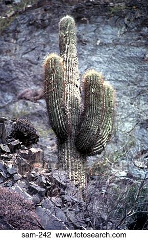 Stock Image - Cactus on Rock Slope Patagonia Argentina. Fotosearch