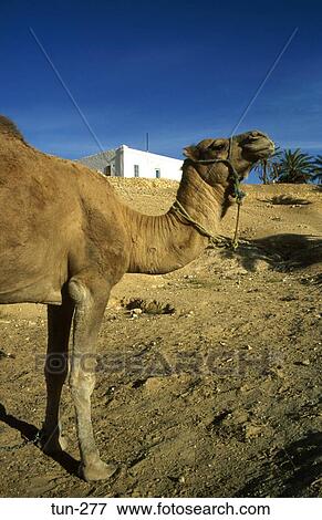 Camel Matmata Tunisia View Large Photo Image Stock Photo - Camel Matmata Tunisia. Fotosearch