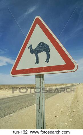 Camel Warning Sign Jebel Tebaga Tunisia View Large Photo Image Stock Image - Camel Warning Sign Jebel Tebaga Tunisia. Fotosearch