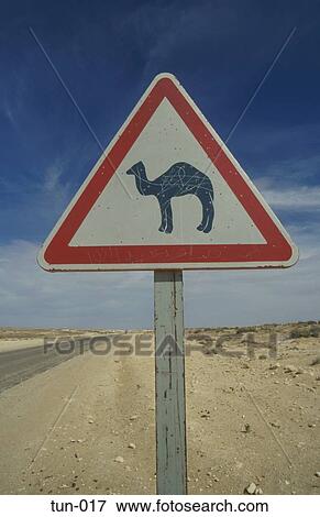 Camel Warning Sign Jebel Tebaga Tunisia View Large Photo Image Stock Photo - Camel Warning Sign Jebel Tebaga Tunisia. Fotosearch