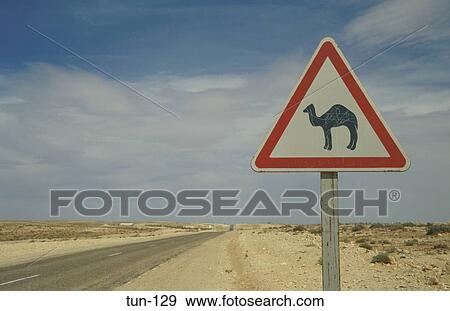 Camel Warning Sign Jebel Tebaga Tunisia View Large Photo Image Stock Photo - Camel Warning Sign Jebel Tebaga Tunisia. Fotosearch
