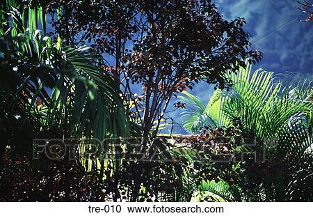 Canopy of Rain Forest Venezuela View Large Photo Image Stock Image - Canopy of Rain Forest Venezuela. Fotosearch